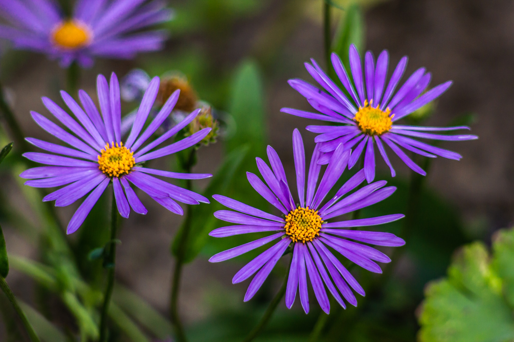 Purple flowers of autumn perennial aster