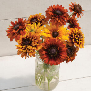 Rudbeckia hirta - Kúpvirág "Cherokee Sunset Mix" (min. 20 szem)