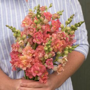 Antirrhinum majus - Tátika "Madame Butterfly bronz - fehér" (min 20 szem)12