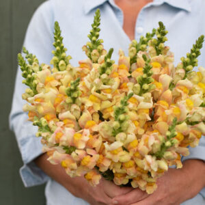 Antirrhinum majus - Tátika "Costa (Avignon) F1 Apricot" (min 20 szem)