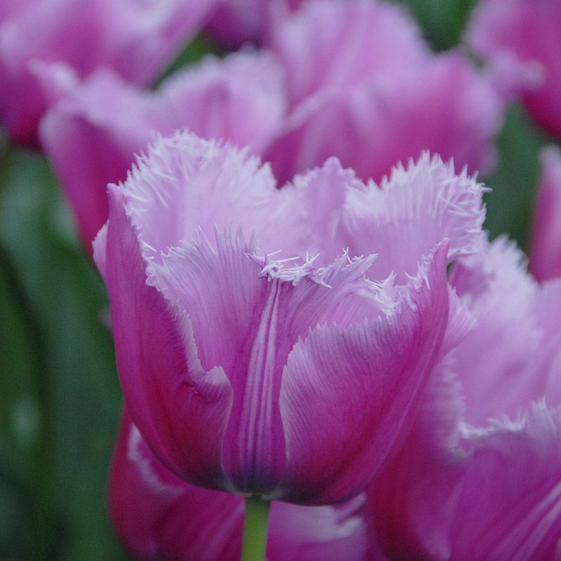 Tulipa "Louvre" - rojtos szegélyű (5 db)