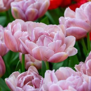 Tulipa "Beachberry" - teltvirágú korai (5 db)