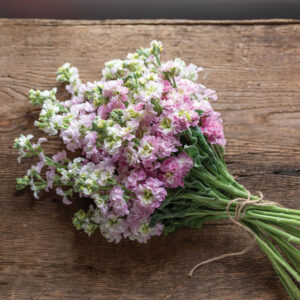 Matthiola incana - Nyári viola "Antik rózsaszín" (min. 20 szem)