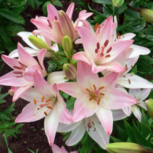 Lilium "Marlene" - ázsiai liliom (2 db)