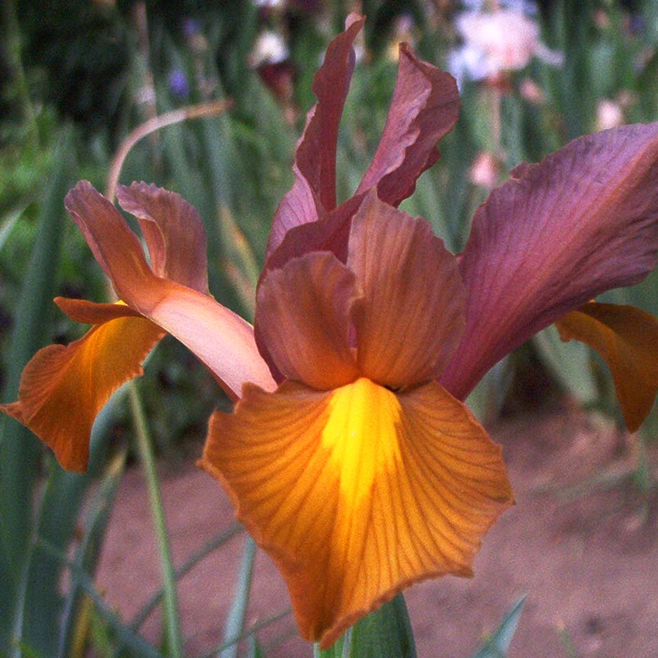 Iris hollandica "Bronze and Purple" - Holland nőszirom (10 db)