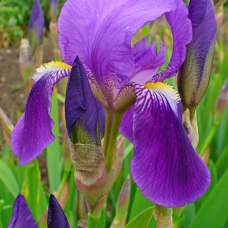 Szakállas írisz – Iris germanica