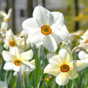 Narcissus p. "Actaea" - botanikai nárcisz (4 db)