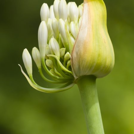 Díszhagyma - Allium