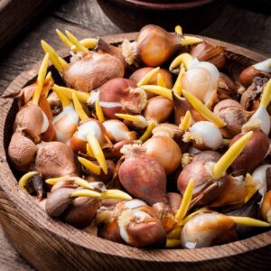 Őszi ültetésű virághagymák