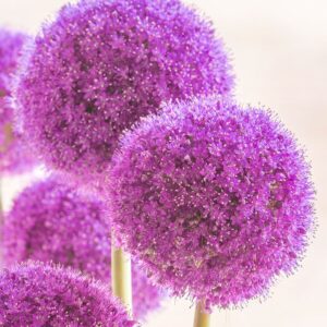 Allium giganteum - óriás díszhagyma (1 db)
