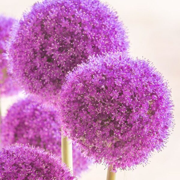 Allium Giganteum - óriás díszhagyma (1 db)