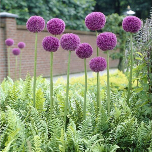 Allium Giganteum - óriás díszhagyma (1 db) - Image 2