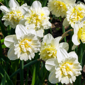 Narcissus "Ice King" - teltvirágú nárcisz (5 db)