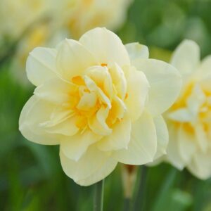 Narcissus "Manly" - teltvirágú nárcisz (3 db)