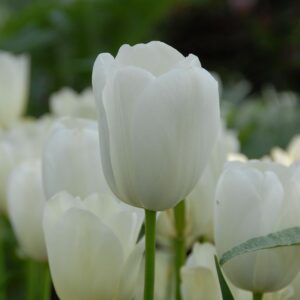 Tulipa "Maureen" - egyszerű virágú késői (5 db)