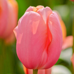 Tulipa "Menton" - egyszerű virágú késői (5 db)