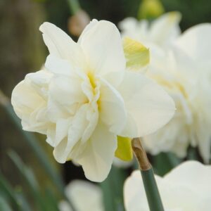 Narcissus "Obdam" - teltvirágú nárcisz (5 db)