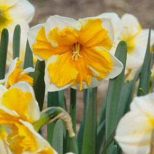 Narcissus "Orangery" - hasadt csészéjű nárcisz (5 db)