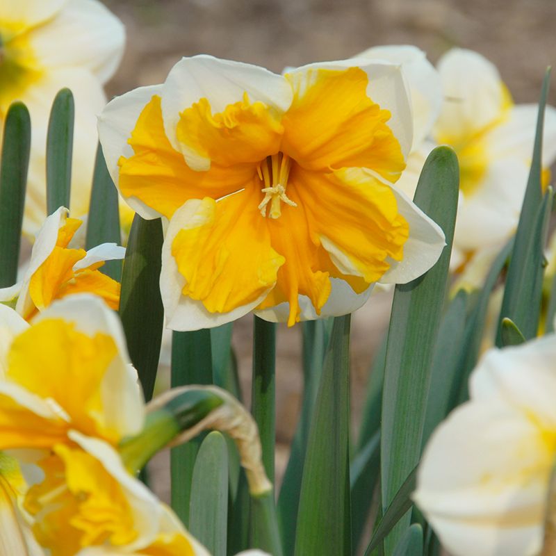 Narcissus "Orangery" - hasadt csészéjű nárcisz (5 db)