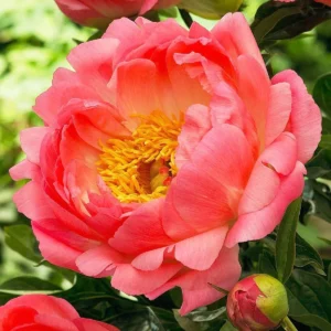 Paeonia lactiflora "Coral Sunset" - lágyszárú bazsarózsa (1 db)