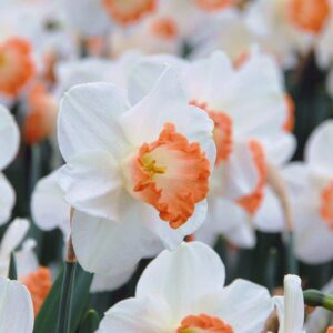 Narcissus "Pink Charm" - nagy csészéjű nárcisz (5 db)