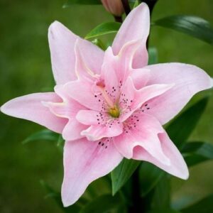 Lilium "Elodie" - ázsiai liliom (3 db)