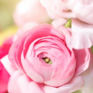 Szellőrózsák, boglárkák