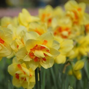 Narcissus "Tahiti" - teltvirágú nárcisz (5 db)