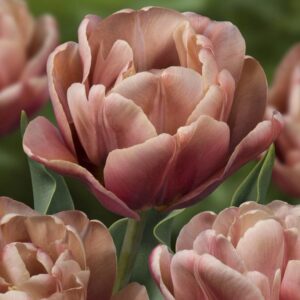 Tulipa "La Belle Epoque" - teltvirágú késői (4 db)