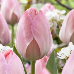 Tulipa "Mystic van Eijk" - Darwin-hibrid (9 db)