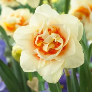 Narcissus "Flower Parade" - teltvirágú nárcisz (3 db)