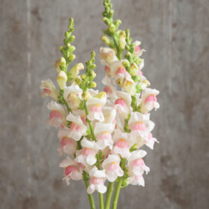 Antirrhinum majus - Tátika "Maryland Appleblossom" (min 20 szem)