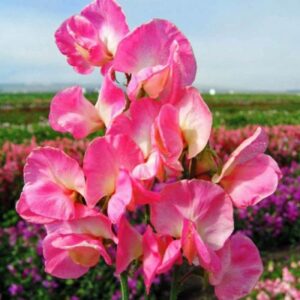 Lathyrus odoratus - Szagos bükköny "Mammoth Rose Pink" (12 szem)