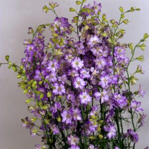 Delphinium consolida - Szarkaláb "Frosted skies, levendula kék" (min. 50 szem)