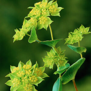 Bupleurum rotundifolium - Buvákfű "Griffithii" (min. 50 szem)