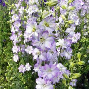 Delphinium consolida - Szarkaláb "Fancy purple picotee" (min. 50 szem)