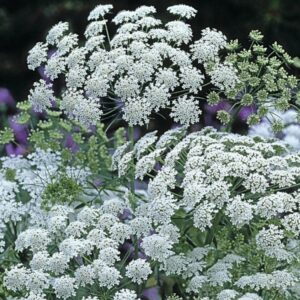 Ammi majus "Graceland" (min. 20 szem)