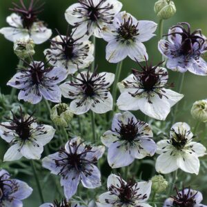 Nigella papillosa - Borzaskata "African Bride" (min. 30 szem)