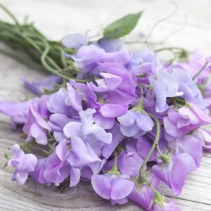 Lathyrus odoratus - Szagos bükköny "Royal Lavender" (12 szem)