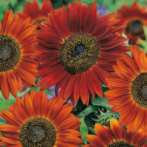 Helianthus anuus - Napraforgó "Velvet Queen" (12 szem mag)