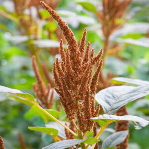 Amaranthus cruentus - Amaránt "Hot Biscuits" (min 100 szem)
