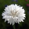 Centaurea - Búzavirág "Ball white" (min 50 szem)
