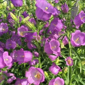 Campanula medium F1 - Csupros harangvirág "Big Ben Lavender" (min. 20 szem)