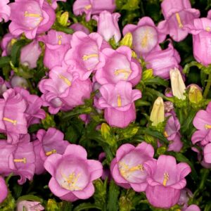 Campanula medium F1 - Csupros harangvirág "CH. rózsaszín" (min. 20 szem)