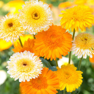 Calendula officinalis - Körömvirág "Kinglet MIX" (min. 40 szem)