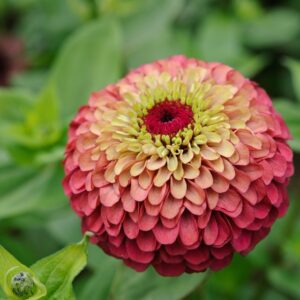 Zinnia elegans - Rézvirág "Queen Red Lime" (min 20 szem)