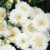 Centaurea - Búzavirág "Ball white" (min 50 szem) - Image 2