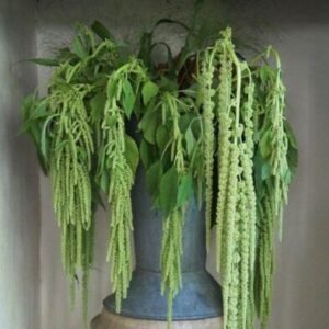 Amaranthus caudatus - Amaránt "Viridis" (min 100 szem)