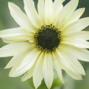 Helianthus anuus - Napraforgó "Italian White" (10 szem mag)