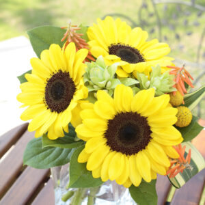 Helianthus anuus - Napraforgó "Vincents choice Pomelo" (10 szem mag)